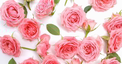 Love Lives Here – Valentine's Day 2026