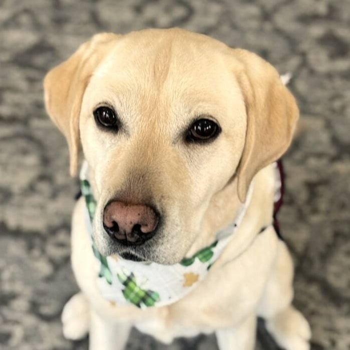 Peanut - Facility Dog-min-700x700